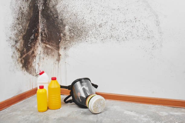 Best Attic Mold Remediation in Travilah, MD
