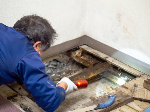 Best Mold Remediation for Schools in Travilah, MD