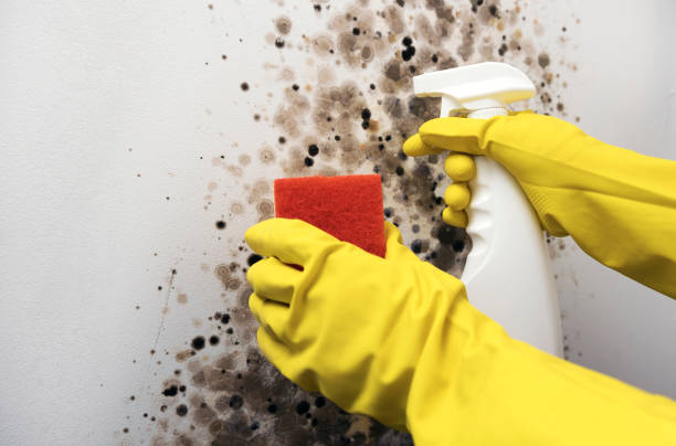 Best Basement Mold Remediation in Travilah, MD