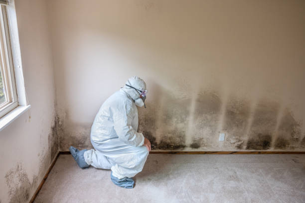 Best HVAC Mold Remediation in Travilah, MD