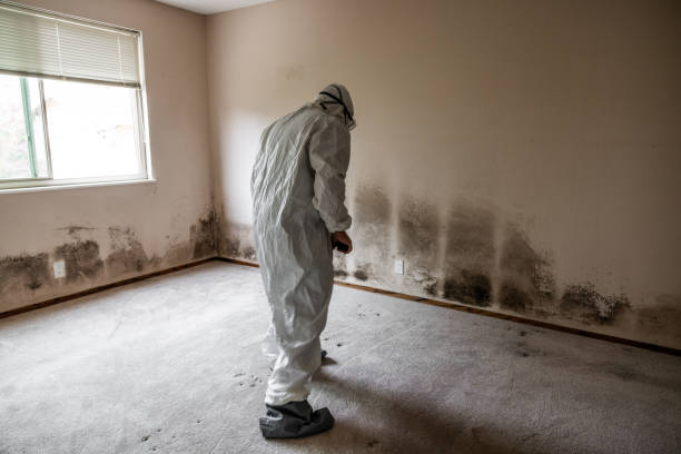 Best Industrial Mold Remediation in Travilah, MD