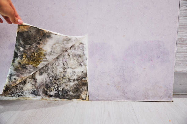 Best Localized Mold Remediation (e.g., coastal areas, humid climates) in Travilah, MD